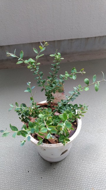 f:id:chi-45:20211112152320j:image