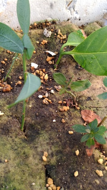 f:id:chi-45:20211112152725j:image