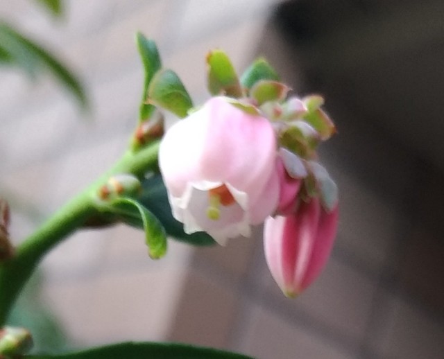 f:id:chi-45:20211125164458j:image