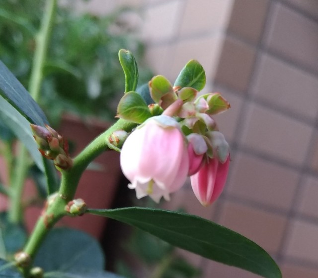 f:id:chi-45:20211125164648j:image