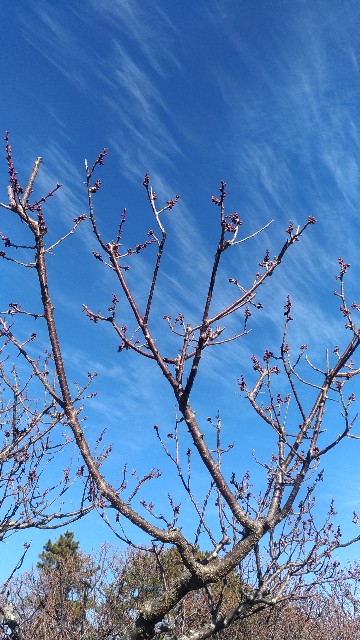 f:id:chi-45:20220125102412j:image