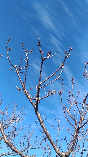 f:id:chi-45:20220125102436j:image