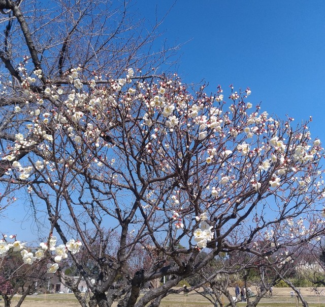 f:id:chi-45:20220227065724j:image