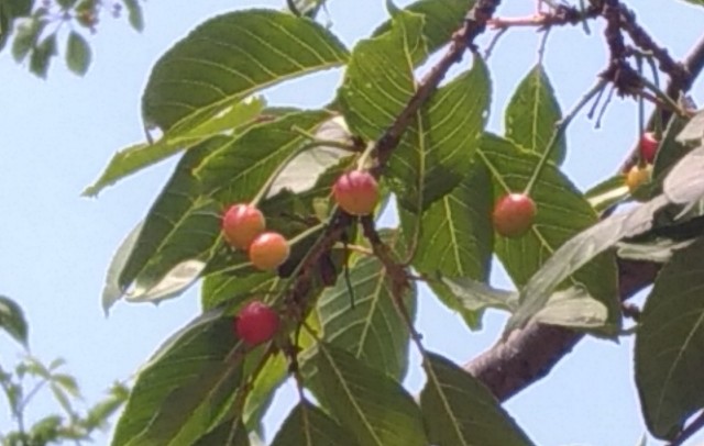 f:id:chi-45:20220524053309j:image