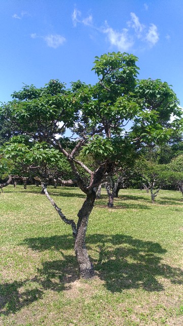 f:id:chi-45:20220524053742j:image