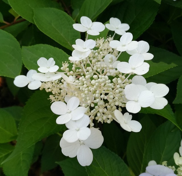 f:id:chi-45:20220613054700j:image