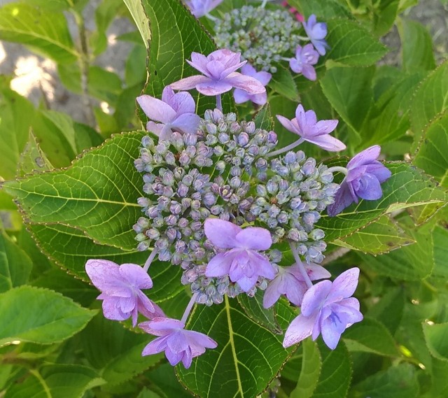 f:id:chi-45:20220613055116j:image