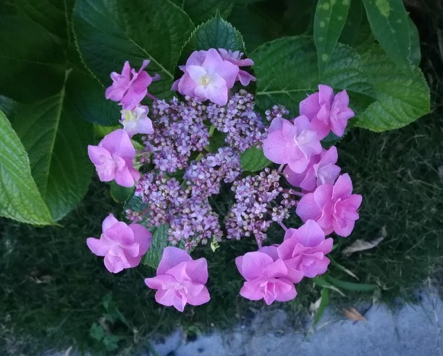 f:id:chi-45:20220613055808j:image