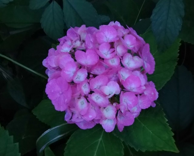 f:id:chi-45:20220613060904j:image