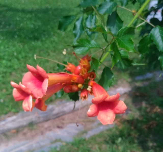 f:id:chi-45:20220627060536j:image