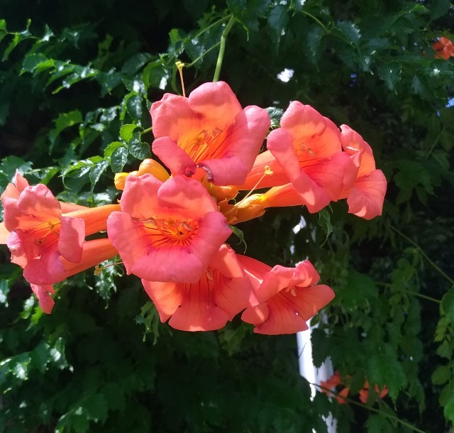 f:id:chi-45:20220627060553j:image