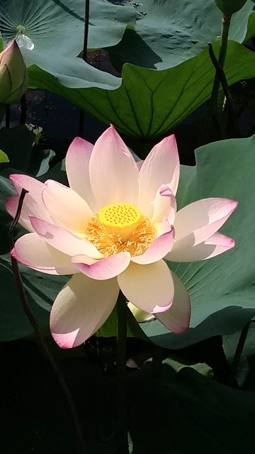 f:id:chi-45:20220722110203j:image