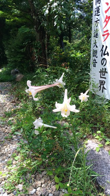 f:id:chi-45:20220830075613j:image
