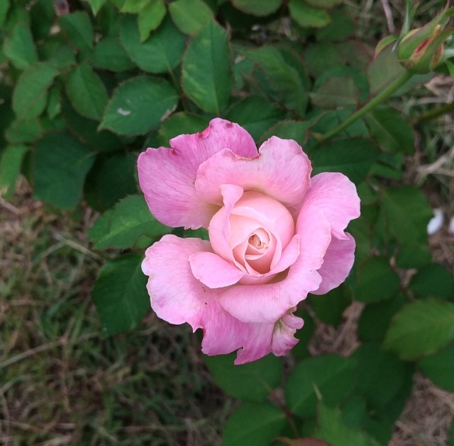 f:id:chi-45:20221009120422j:image
