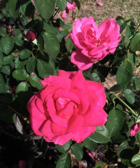 f:id:chi-45:20221014063911j:image