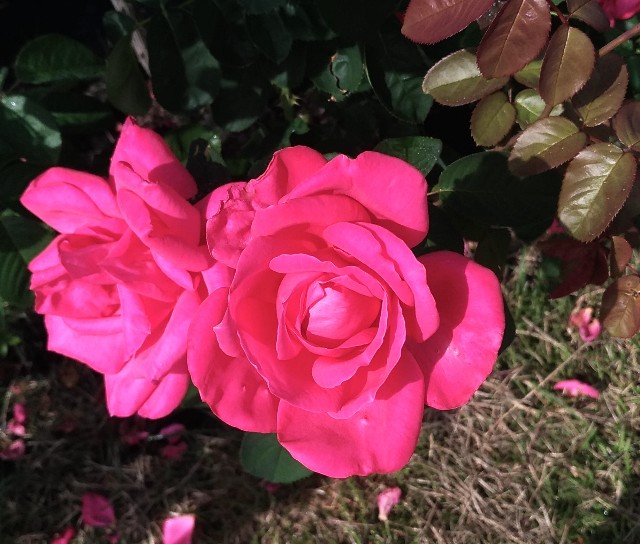 f:id:chi-45:20221014064041j:image