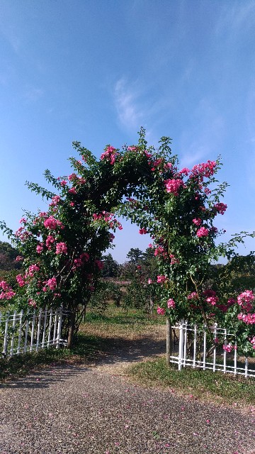 f:id:chi-45:20221111110623j:image