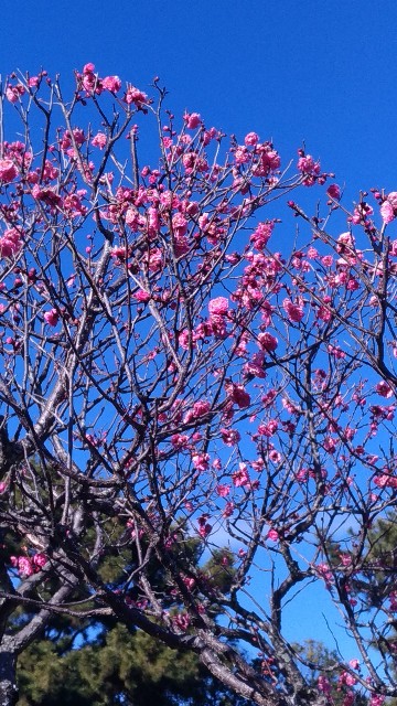 f:id:chi-45:20230129111816j:image