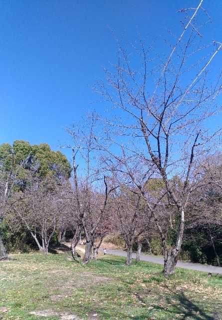f:id:chi-45:20230320144642j:image