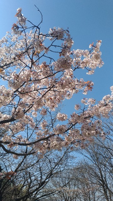 f:id:chi-45:20230320144817j:image