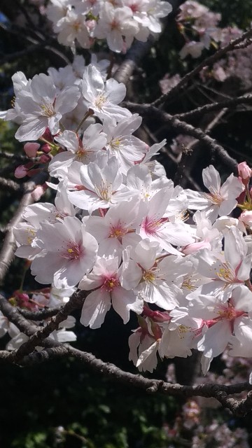 f:id:chi-45:20230401110850j:image