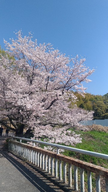 f:id:chi-45:20230401110959j:image