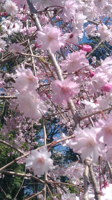 f:id:chi-45:20230401111639j:image