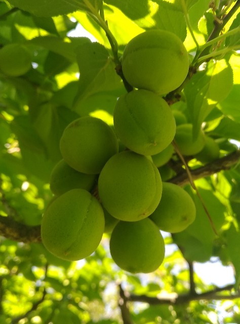 f:id:chi-45:20230516120031j:image