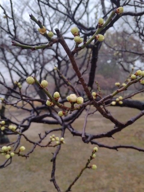 f:id:chi-45:20240201084516j:image
