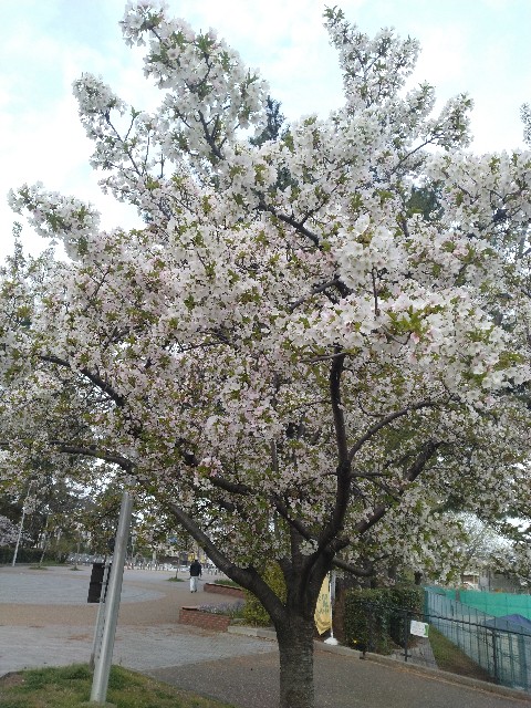 f:id:chi-45:20240405081837j:image