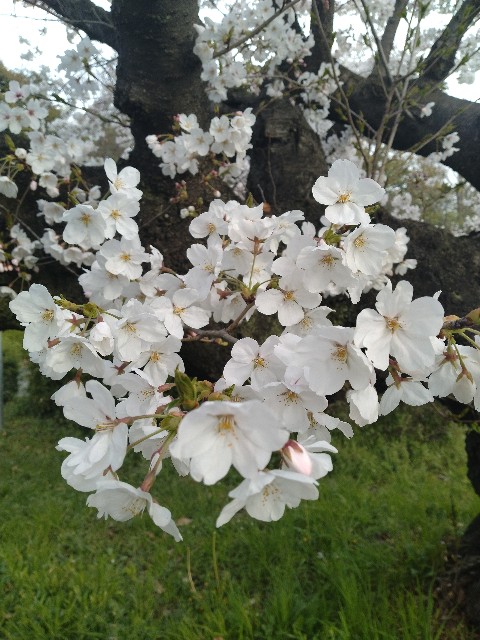 f:id:chi-45:20240405081854j:image