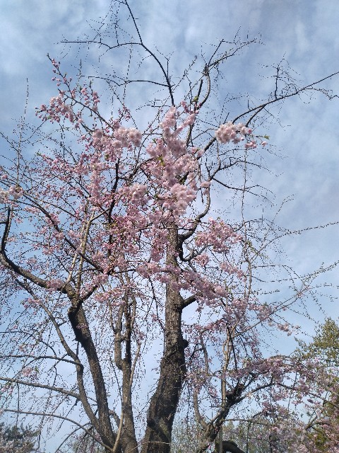 f:id:chi-45:20240405081942j:image