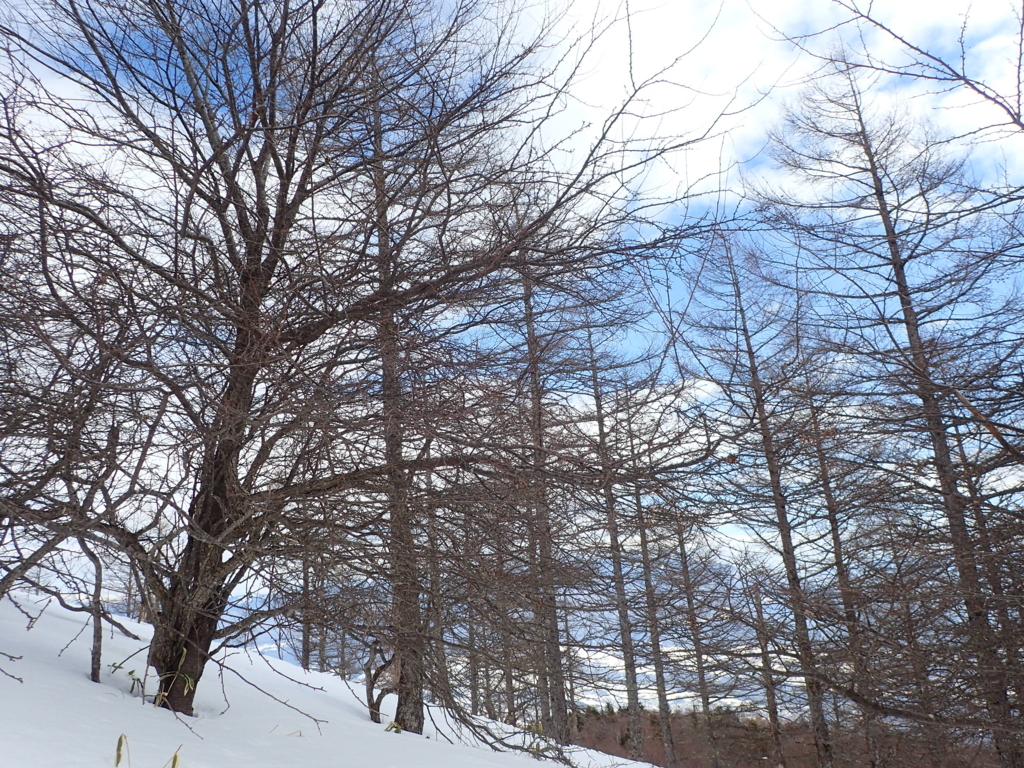 f:id:chi-sk8:20180212191008j:plain
