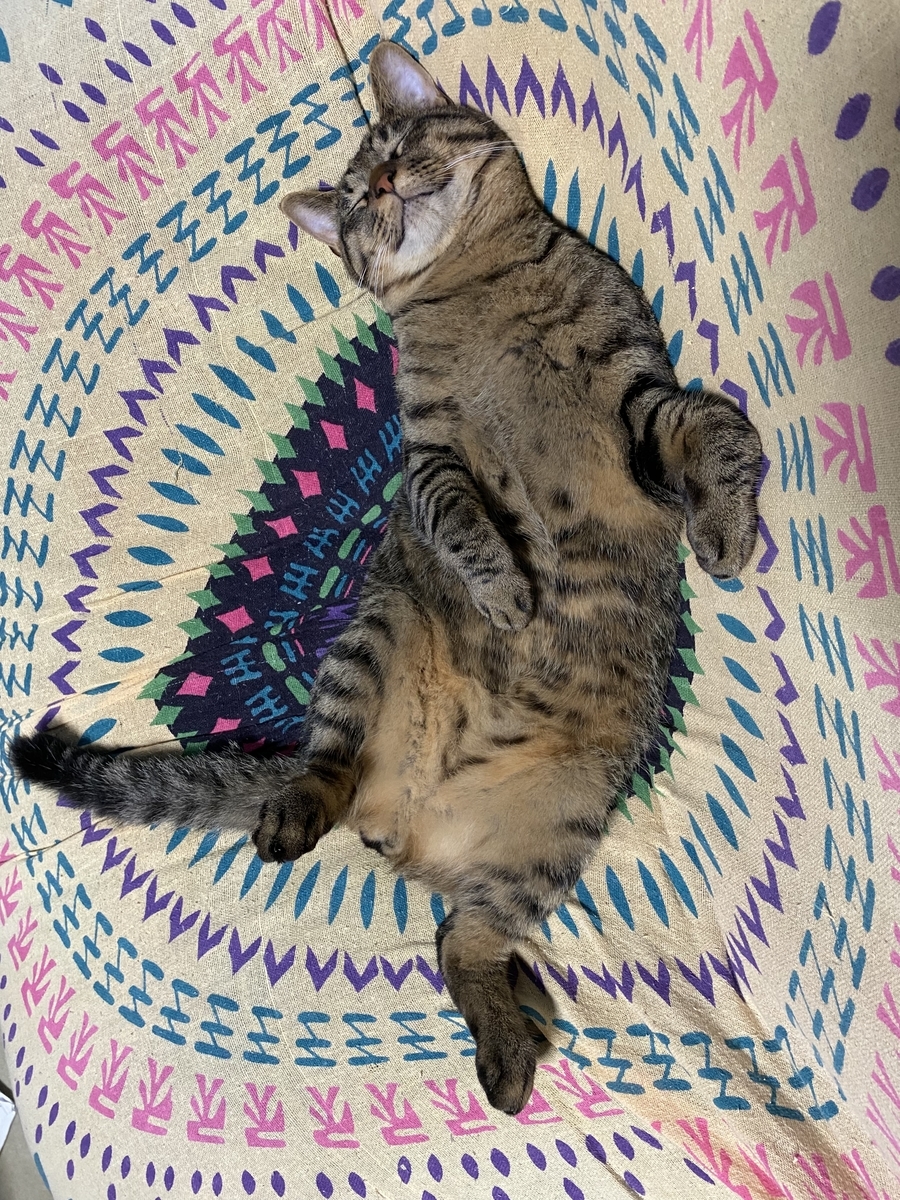 猫の寝方が凄い - きっきとからぴの日常
