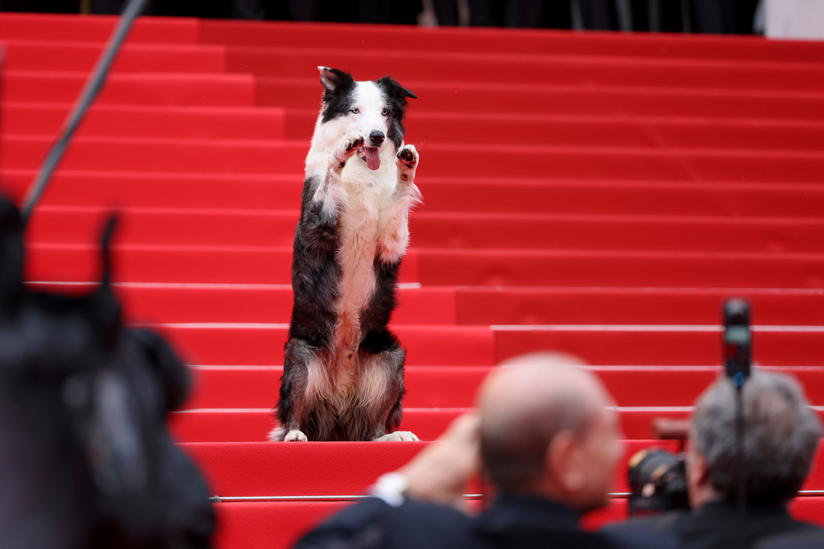 落下の解剖学　犬