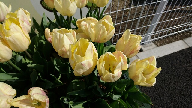 f:id:chiaki-s:20170414233109j:image