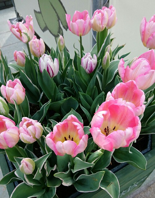 f:id:chiaki-s:20170414233744j:image