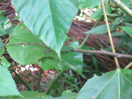 f:id:chianchun:20150124224104j:image