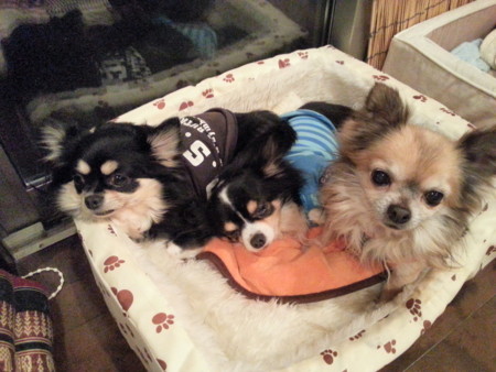 f:id:chiaozo:20130122122332j:image
