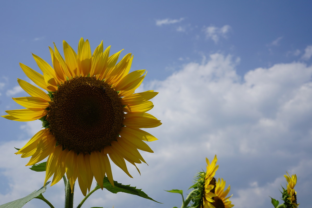 f:id:chiba-snow:20190520231350j:plain f:id:chiba-snow:20190520231350j:plain