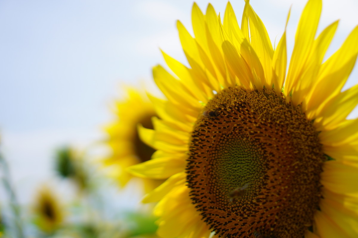 f:id:chiba-snow:20190520231656j:plain f:id:chiba-snow:20190520231656j:plain