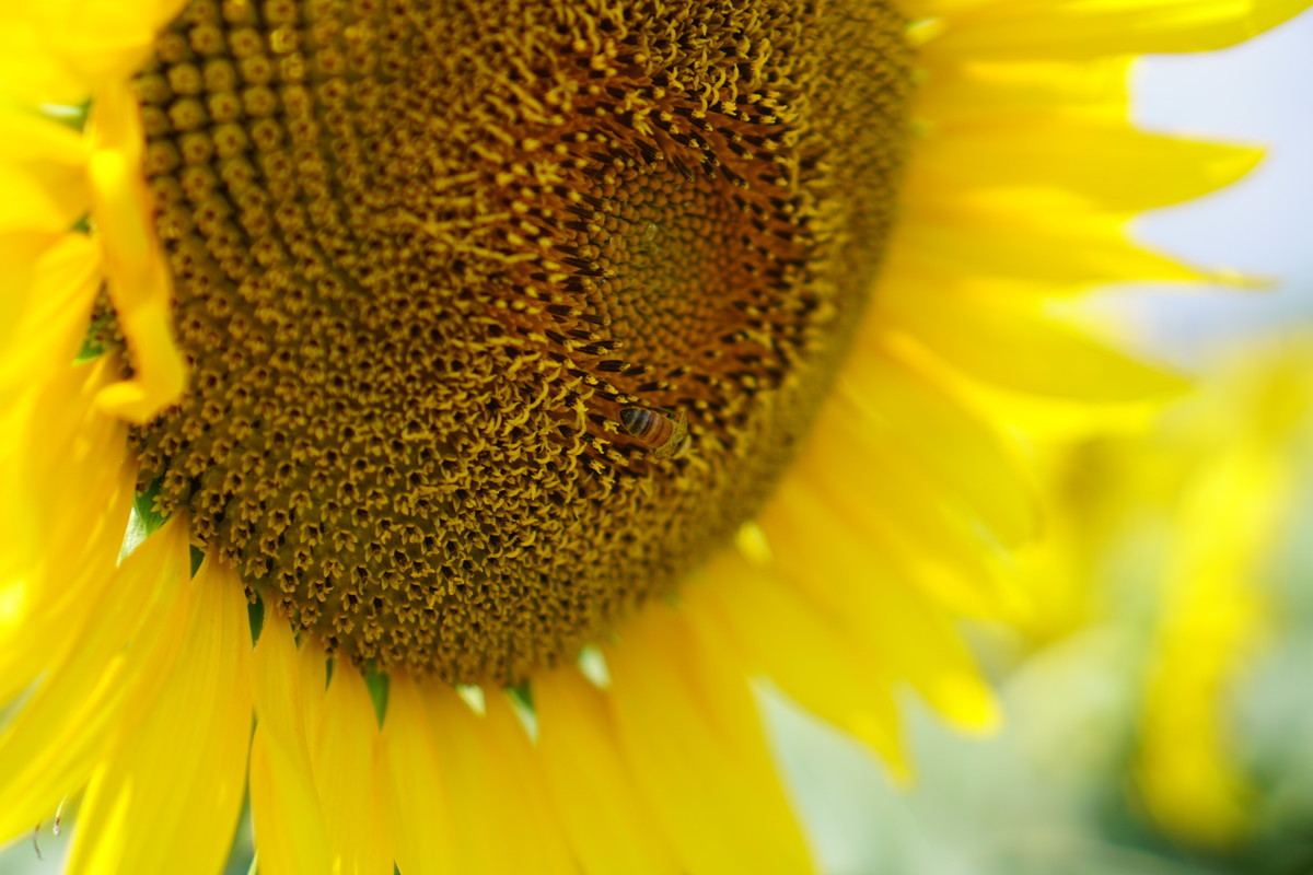 f:id:chiba-snow:20190520231830j:plain f:id:chiba-snow:20190520231830j:plain