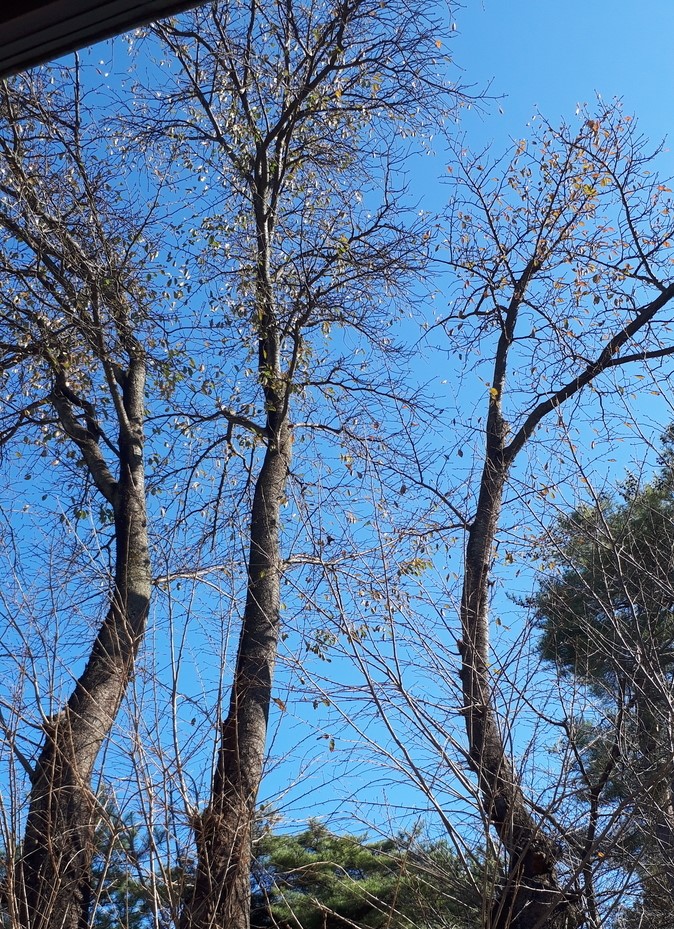 f:id:chibanoimomi:20211101200337j:plain