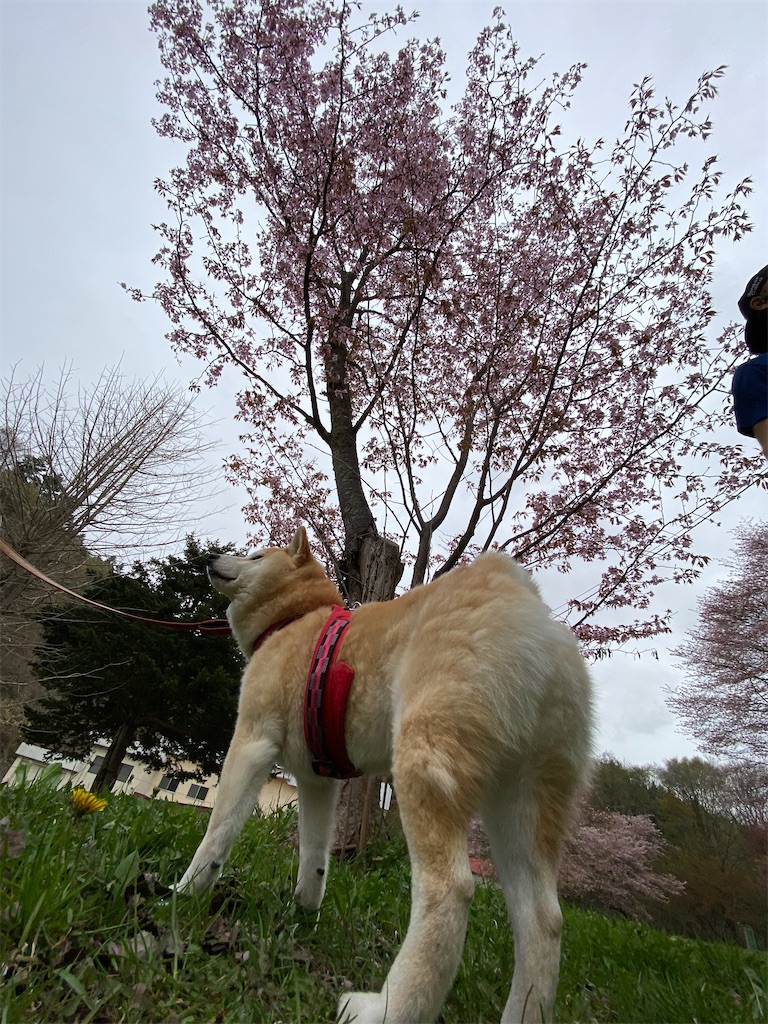 f:id:chibariyo-rc:20210509163410j:image