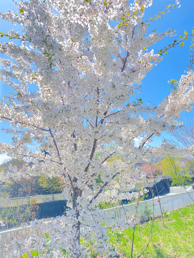 f:id:chibariyo-rc:20220504192023j:image