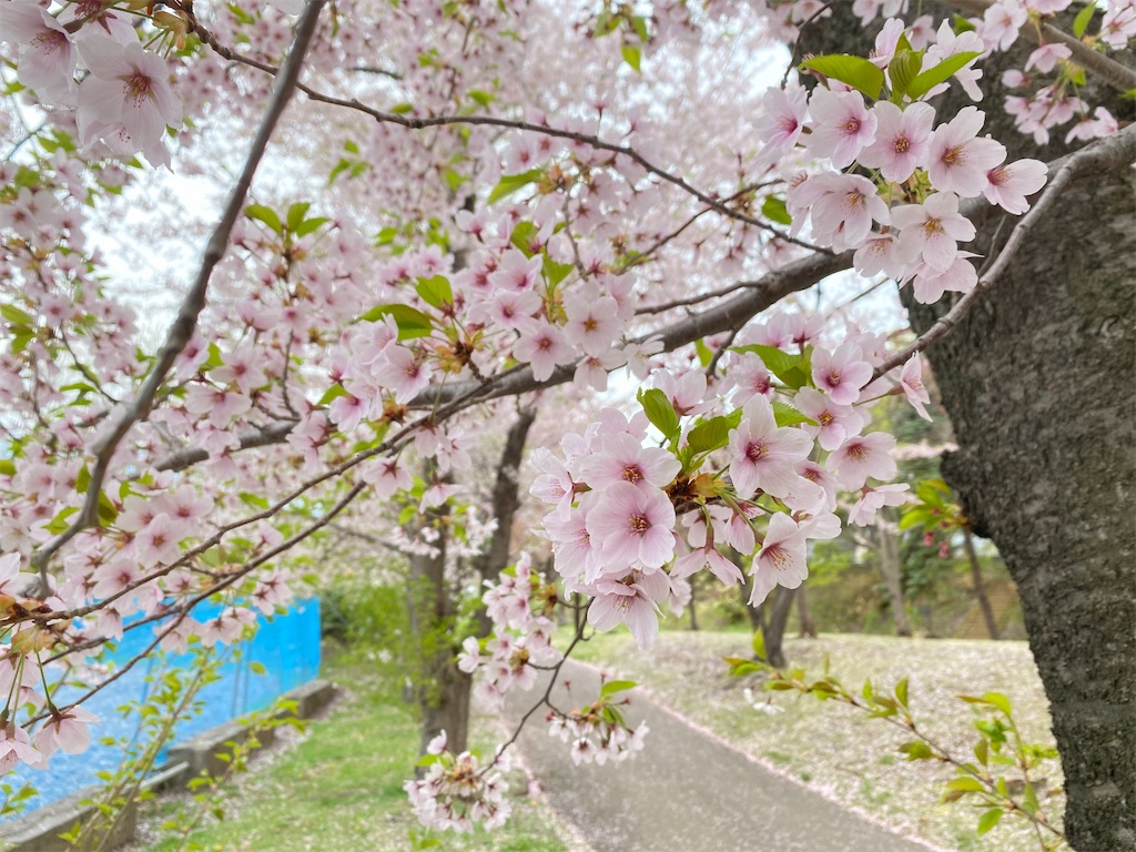 f:id:chibariyo-rc:20230504082326j:image