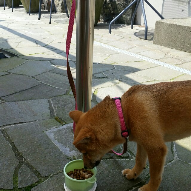 f:id:chibichama:20190807223939j:plain