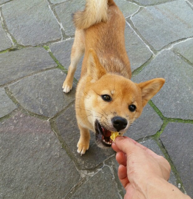 f:id:chibichama:20190807224134j:plain