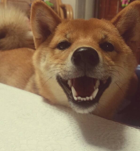 f:id:chibichama:20191103133043j:plain f:id:chibichama:20191103133043j:plain