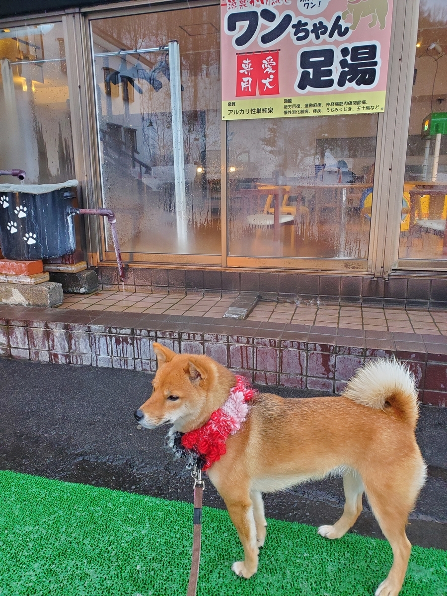 f:id:chibichama:20200224102045j:plain f:id:chibichama:20200224102045j:plain